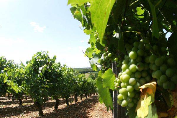 Vignobles de Haute-Saône